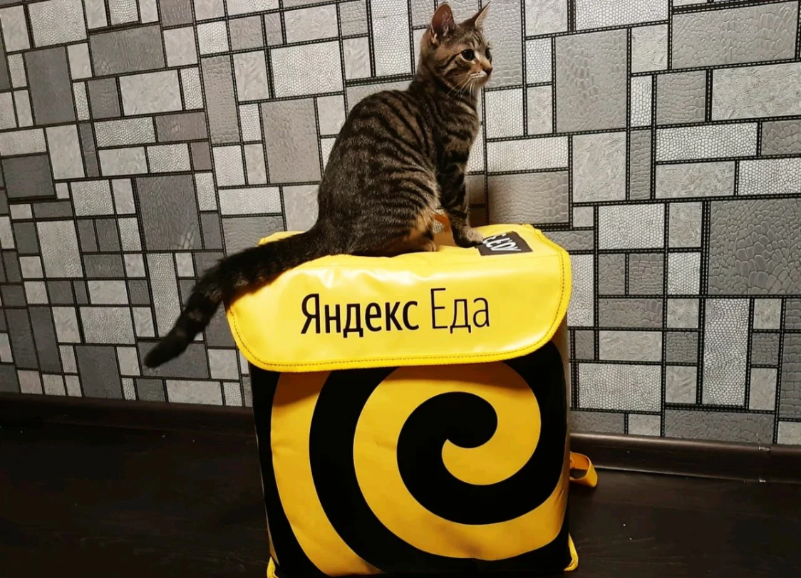 Лучшего места посидеть моя кошка найти не смогла
