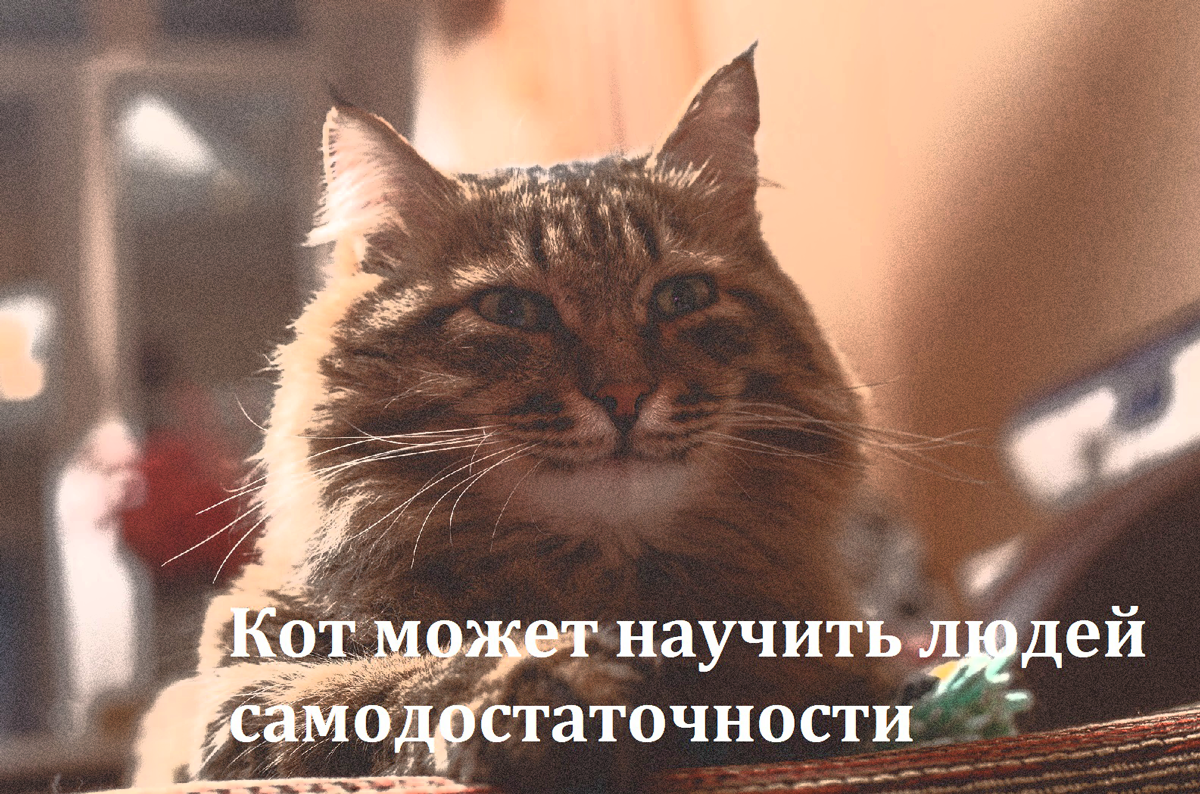 Кот спокоен, независим и самодостаточен.