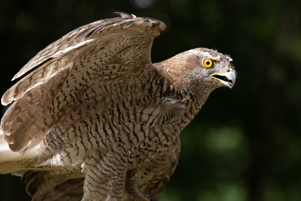 ястреб-перепелятник. камчатский ястреб-тетеревятник. ястреб-перепелятник. ястреб-тетеревятник отряд. птица ястреб тетеревятник.