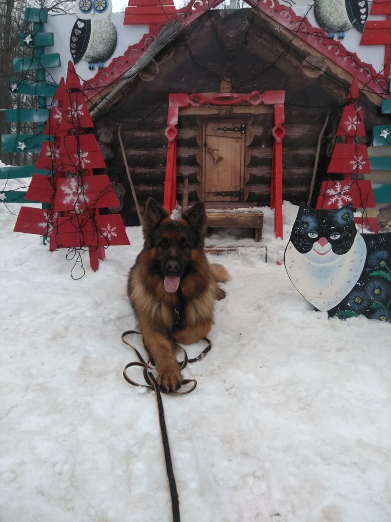 Фото любезно предоставлено питомником Alex Hoff