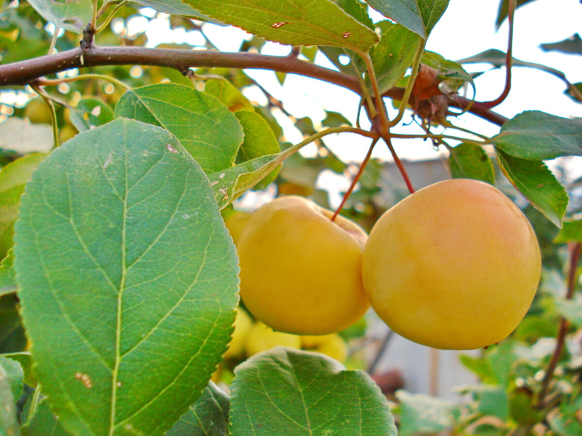 Яблоня уральский самоцвет описание фото. Яблоки уральский налив. Ранетка уральская наливная. Яблоня наливное описание сорта. Уральская ранетка яблоня.