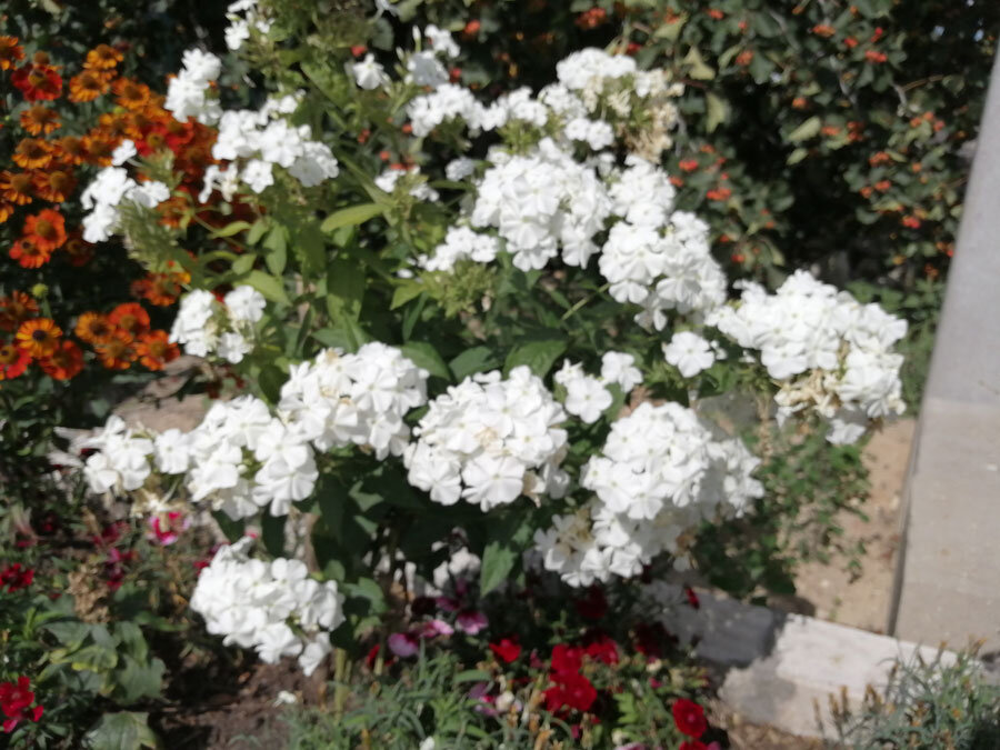 Мои флоксы 24 августа - ото не очень, так как телефон не мог подстроиться под солнце.