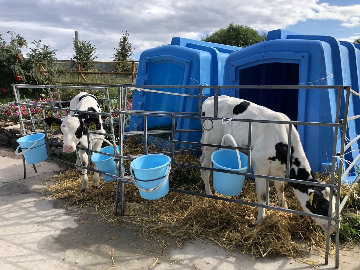 Телята на откорме