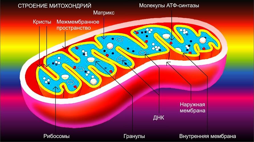 Автор Аксенов Илья.