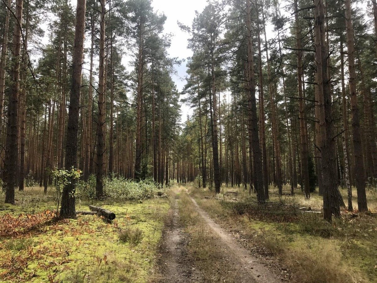 Типичный пейзаж леса