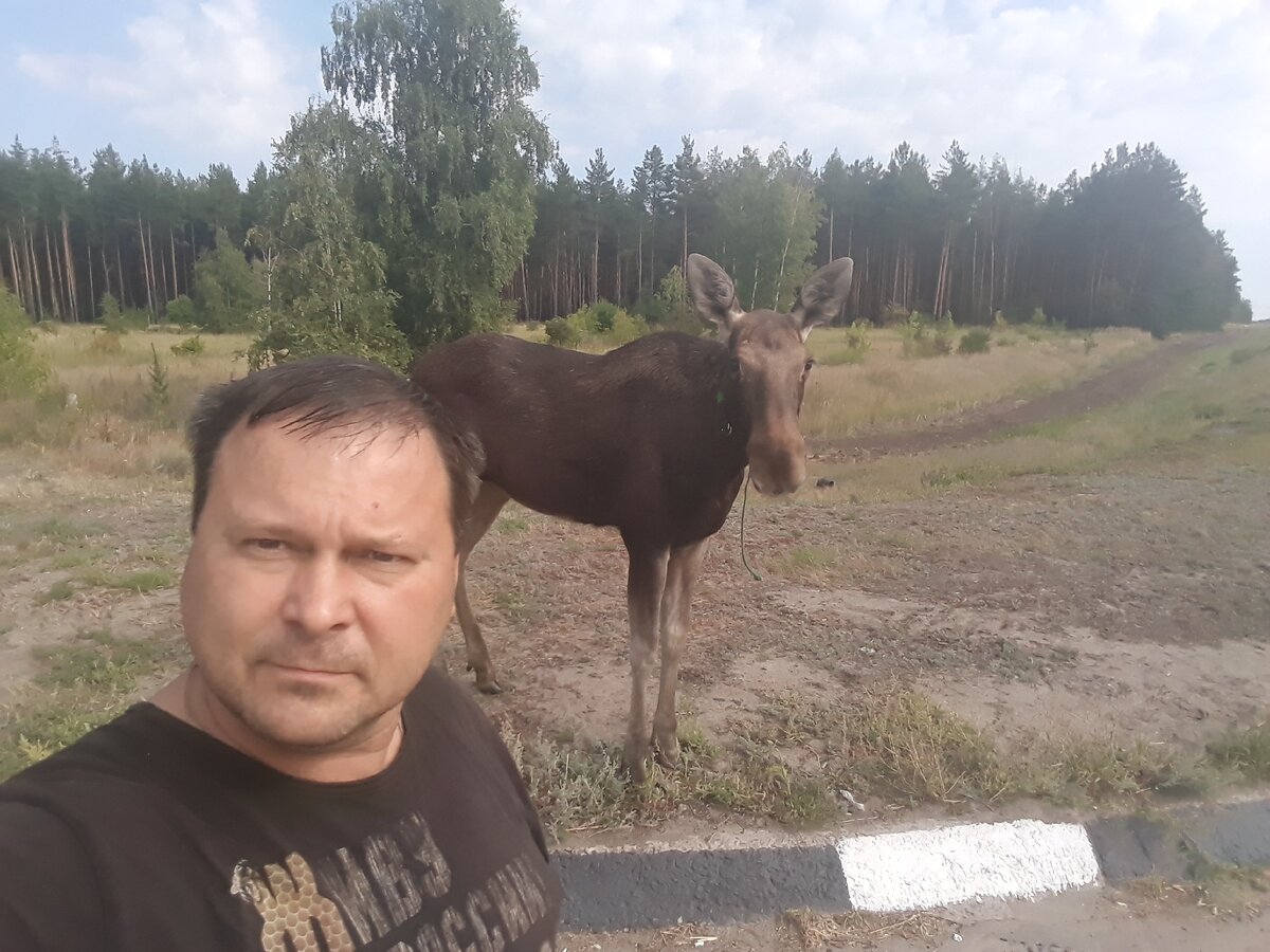 Перевёл лосёнка через дорогу.