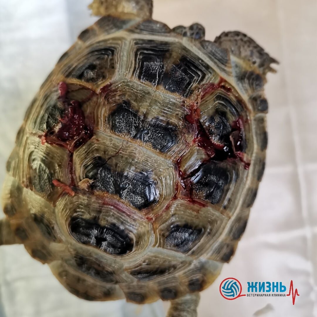 Черепаха Тема при поступлении в ветеринарную клинику в Калуге "Жизнь"