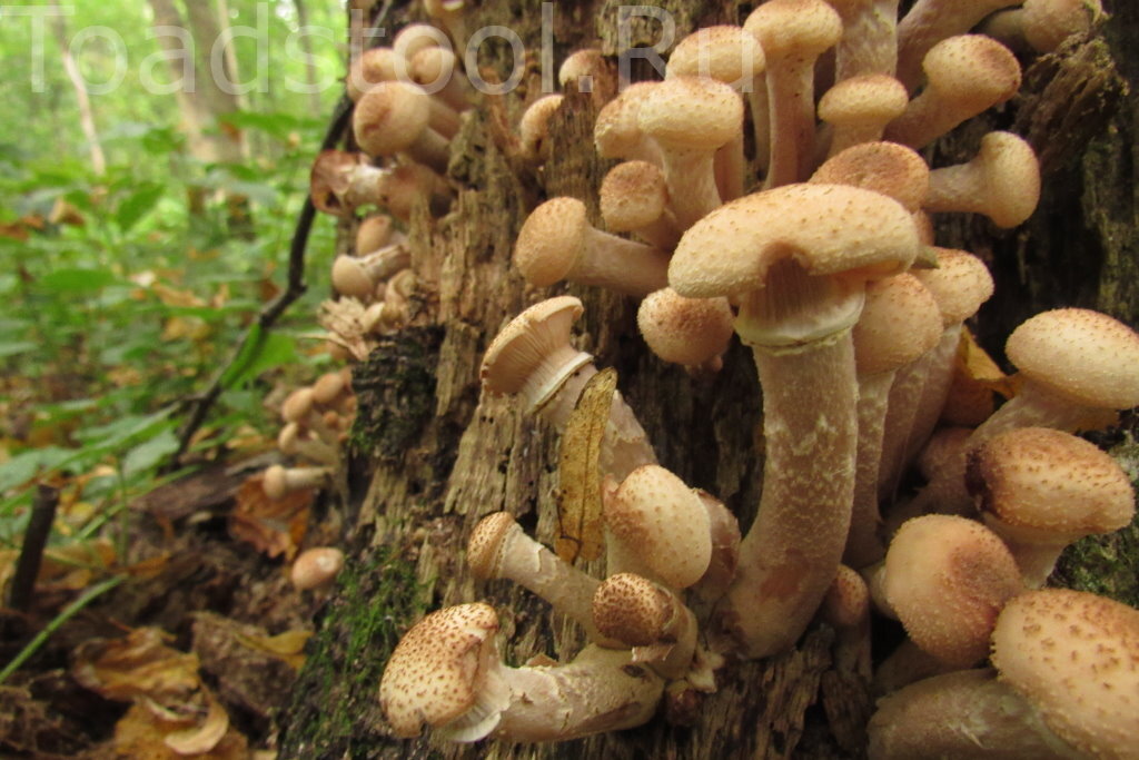Типичный осенний опенок - полагаю, Armillaria borealis (фото И.Лебединского)