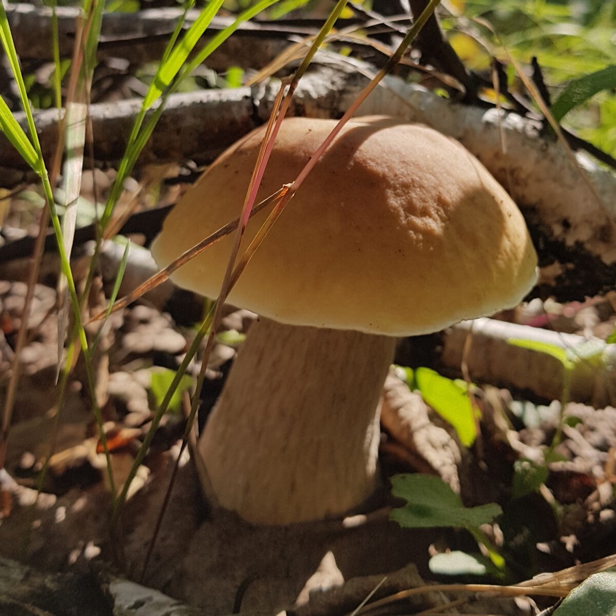 Съедобные грибы Амурской области