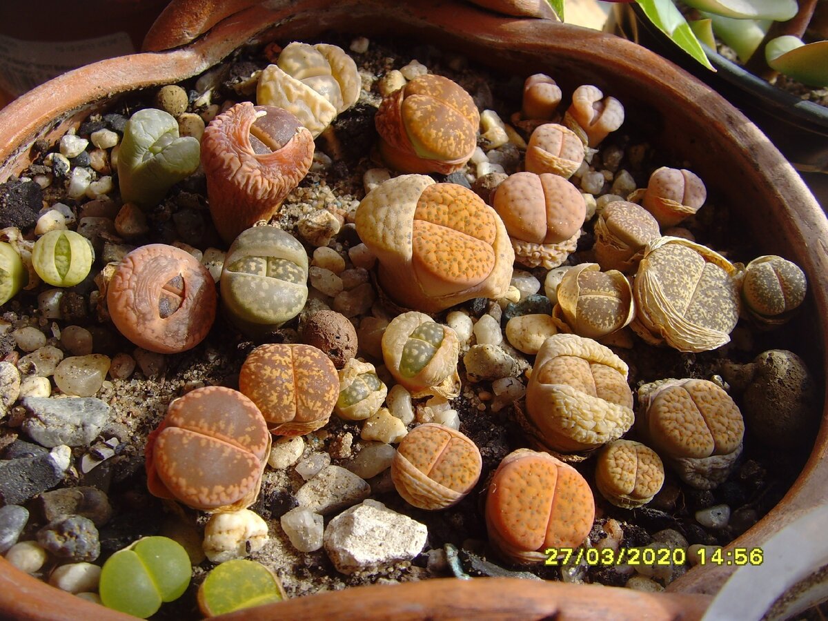 Lithops optica CV rubra