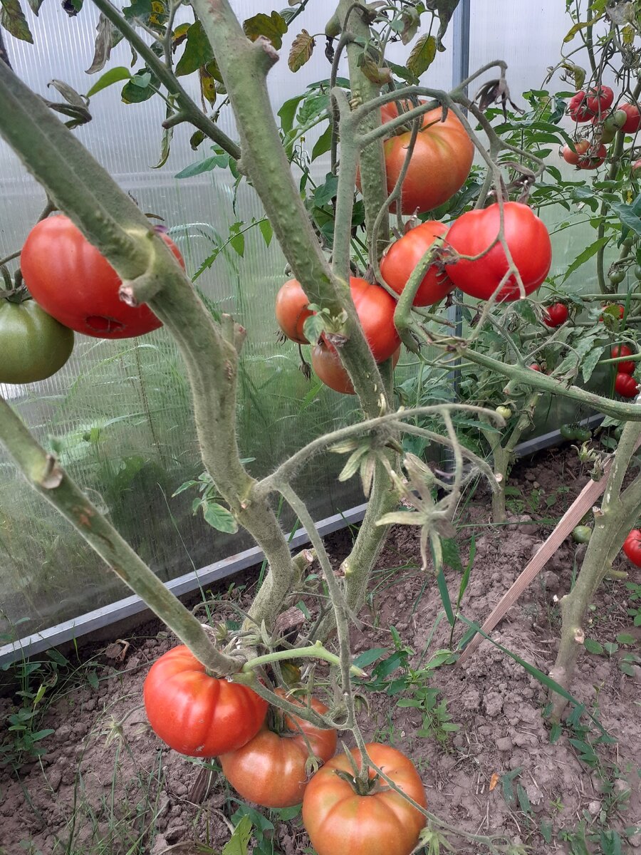 Оголившиеся кусты после сбора урожая.