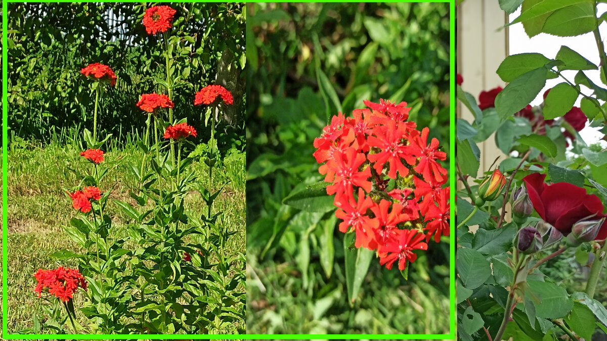 Лихнис  "мальтийский крест" Ставьте "Класс" и подписывайтесь на канал!