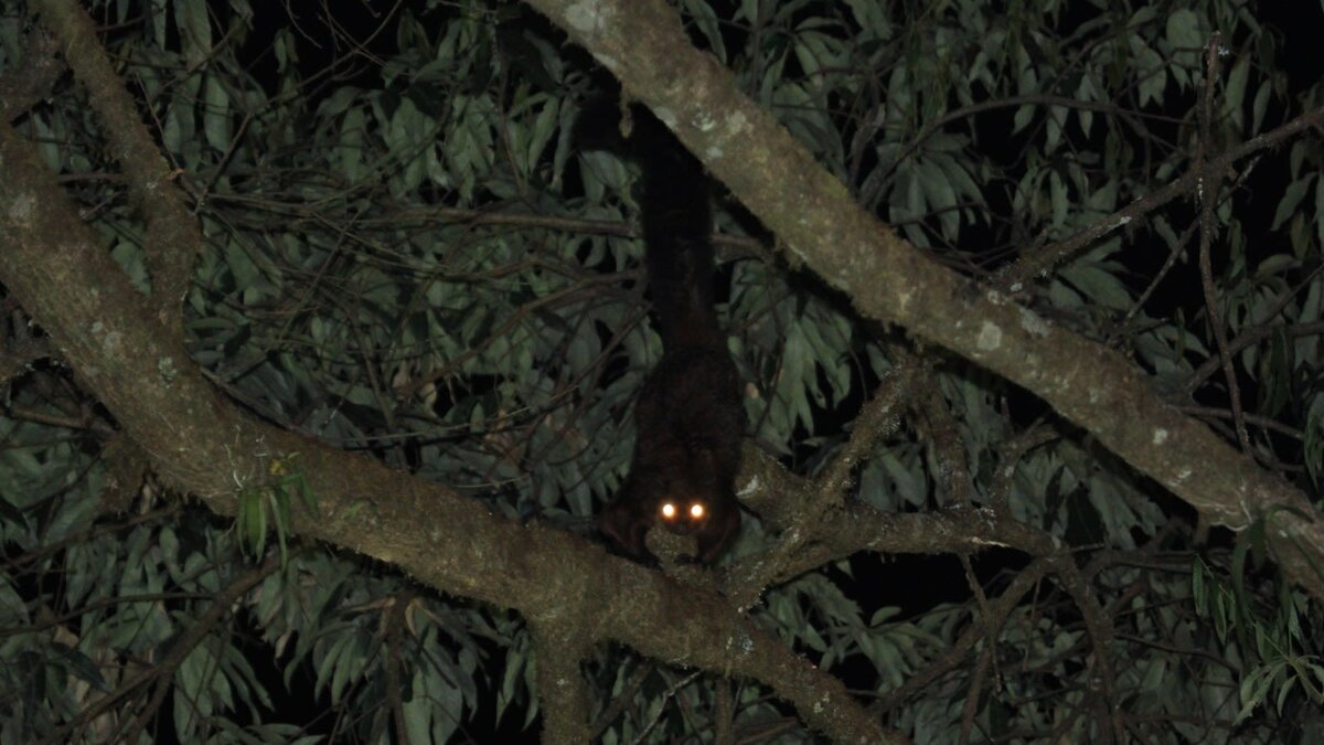 Летяга Biswamoyopterus gaoligongensis в ночи китайского леса. Фото: Kadoorie Farm & Botanic Garden.