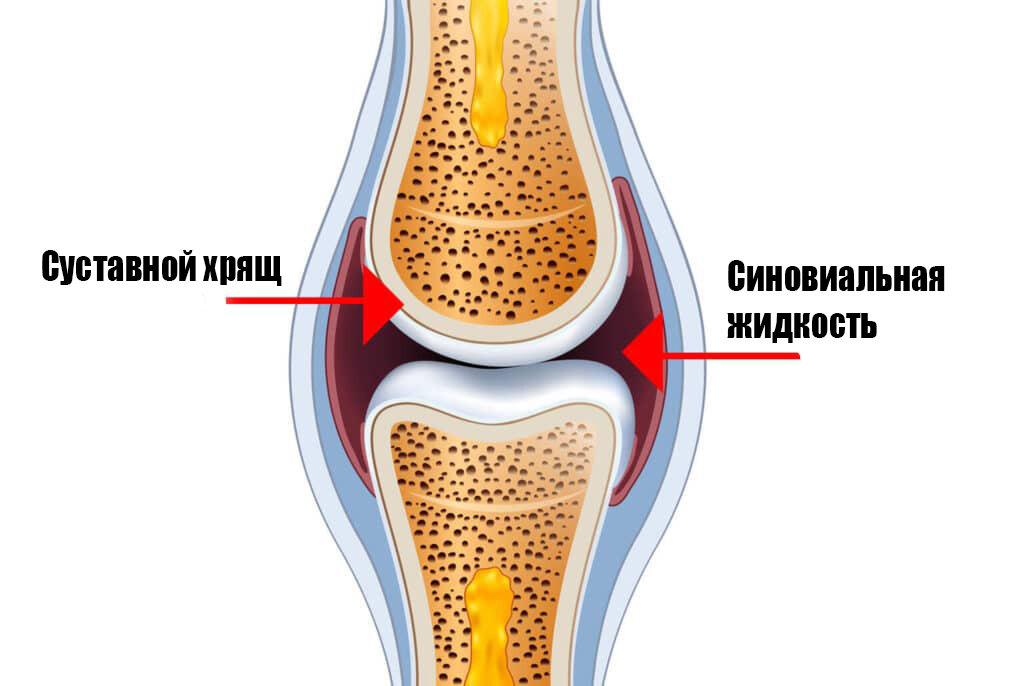 Пример строения сустава