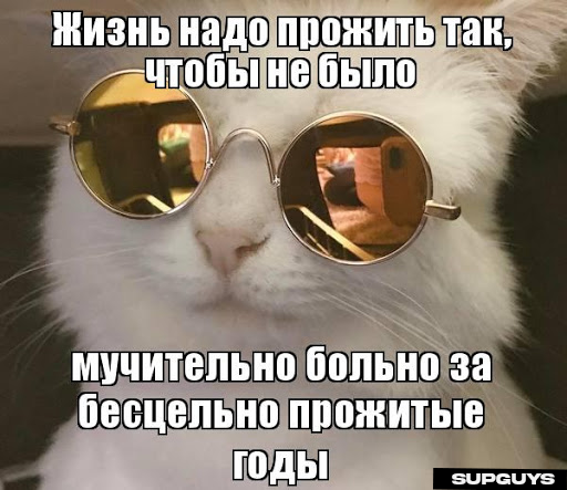 Котик фигни не скажет