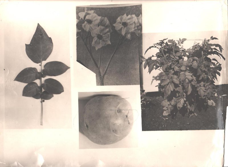 Сорт картофеля "Пестречинский". ХХ век. Фото: Краеведческий музей Пестречинского района  РТ. 