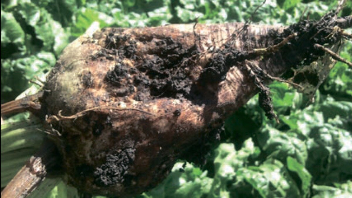 Поясковая парша свеклы. Разжал полусгнил. Нижние венцы деревянного дома подгнили. Разжал полусгнил. Направляющие суппорта калина.