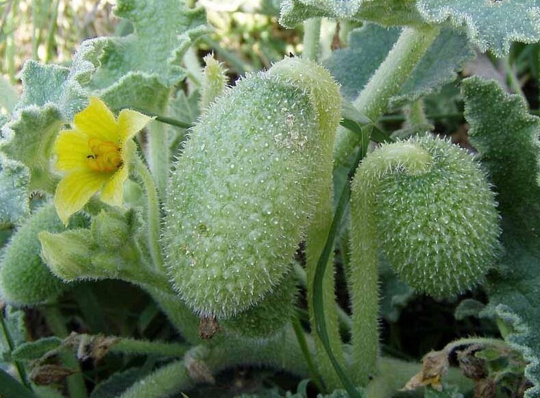 Бешеный огурец. Фото из Интернета.