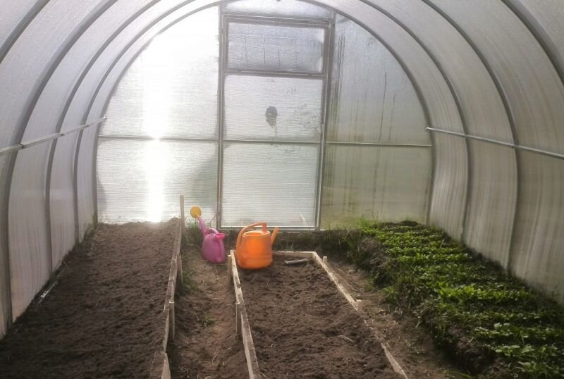 Уборка в теплице.