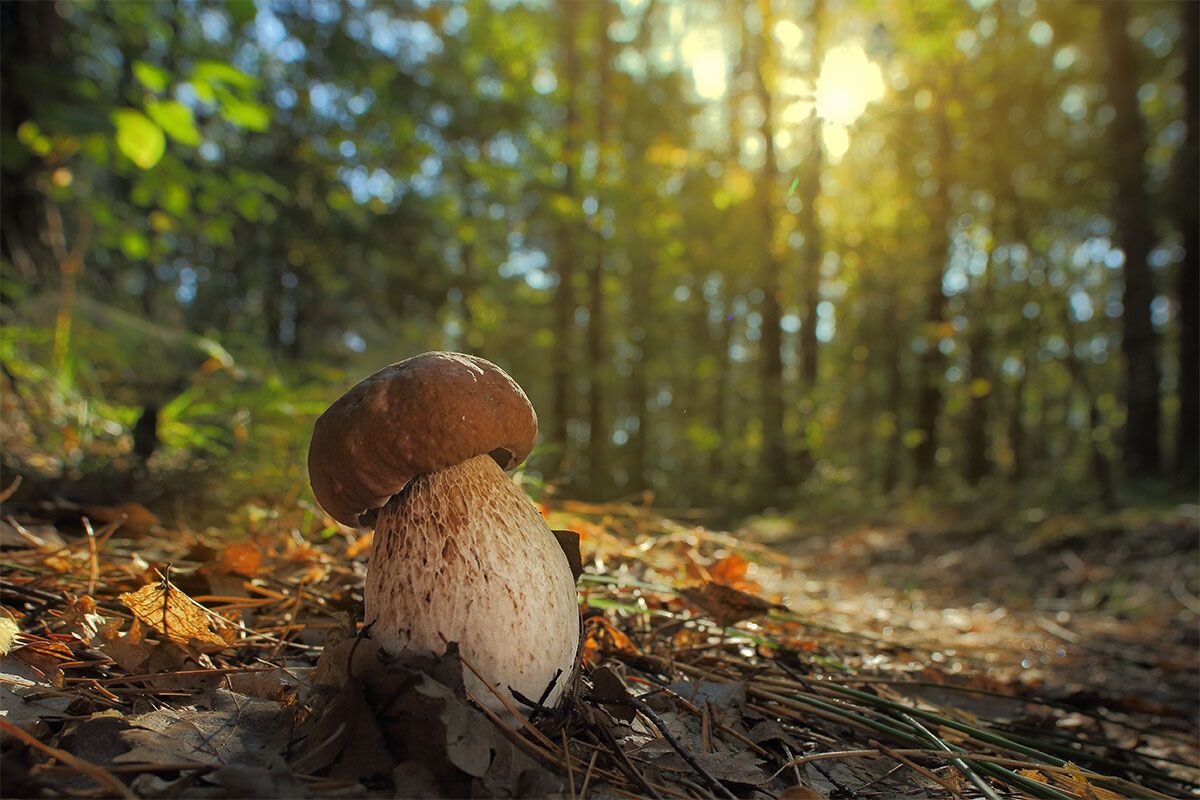 Фото грибы в лесу осенью фото