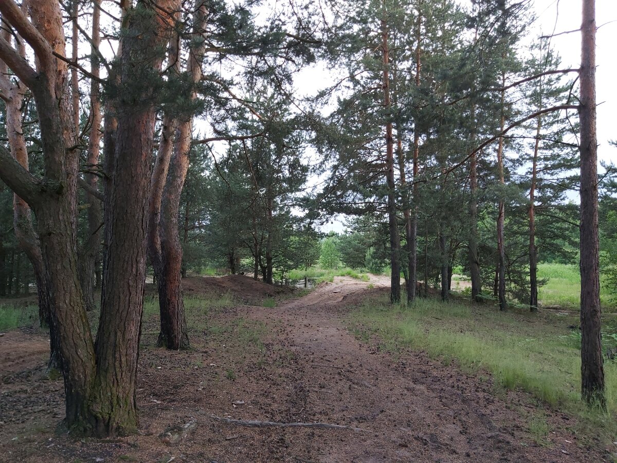 Подмосковная природа, фото автора