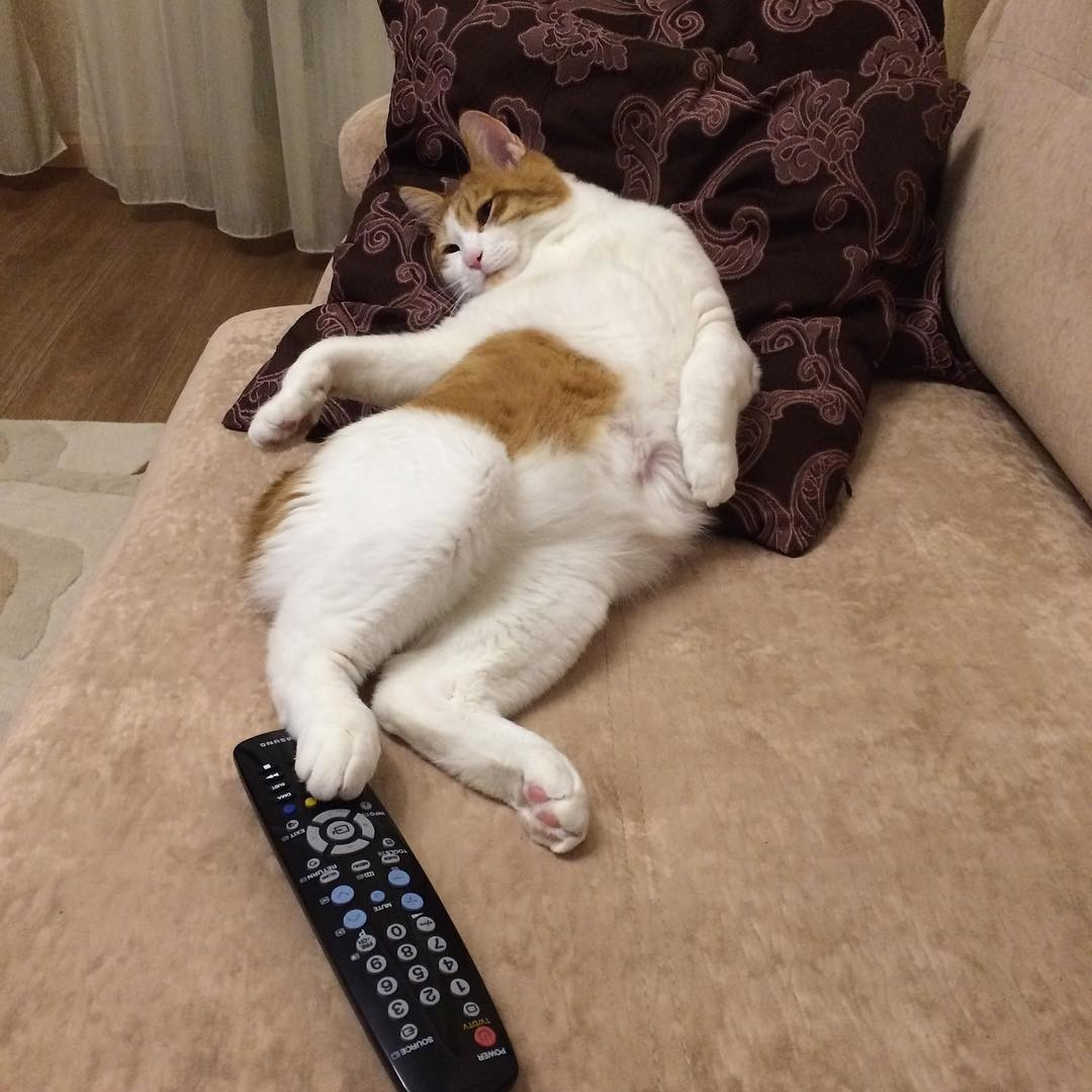 Я, признаться, после напряженной рабочей смены очень даже не прочь поваляться на диване, да посмотреть интересное кино по ТВ. Правда, с недавних пор я обнаружил, что и мой кот любит смотреть телевизор.