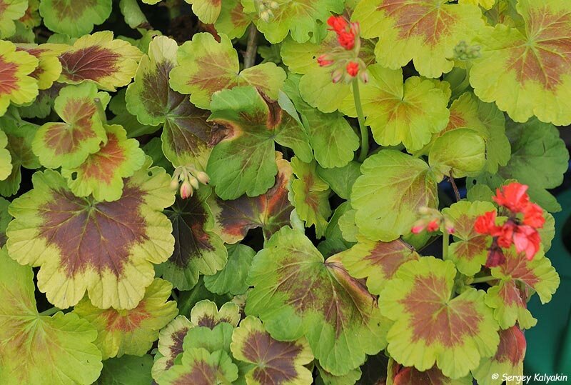 Пеларгония Occold Shield