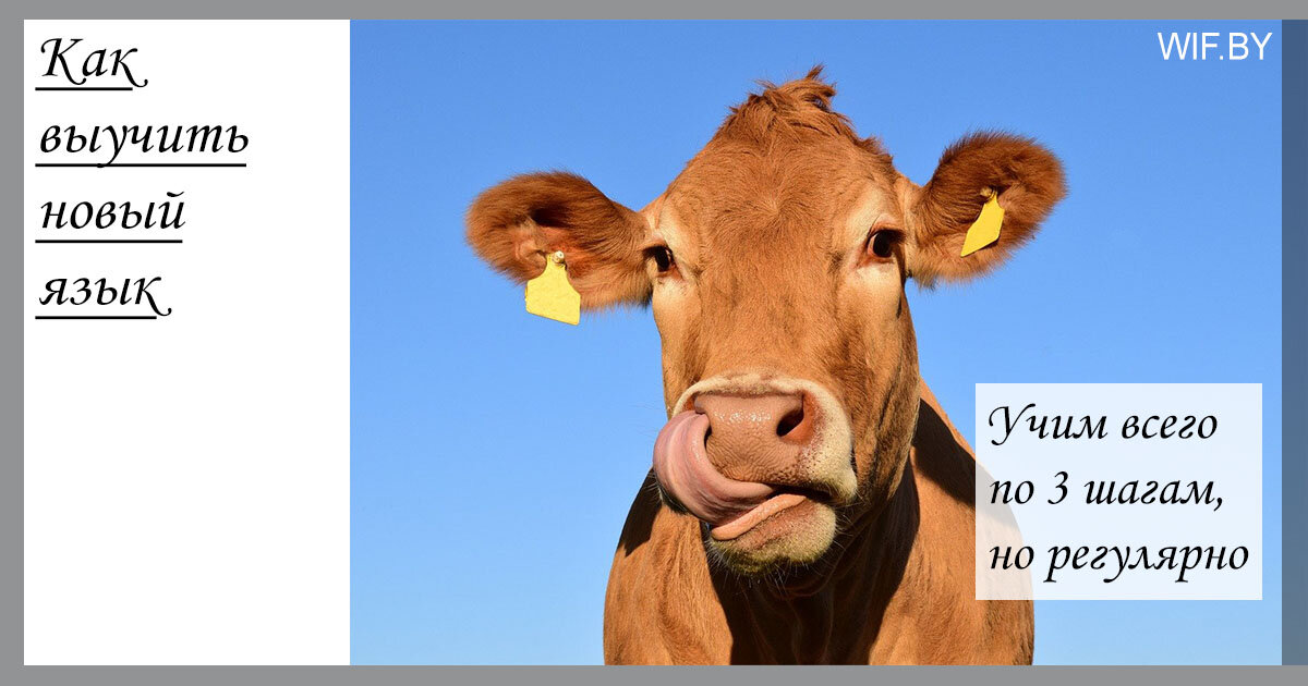 Как выучить иностранный язык