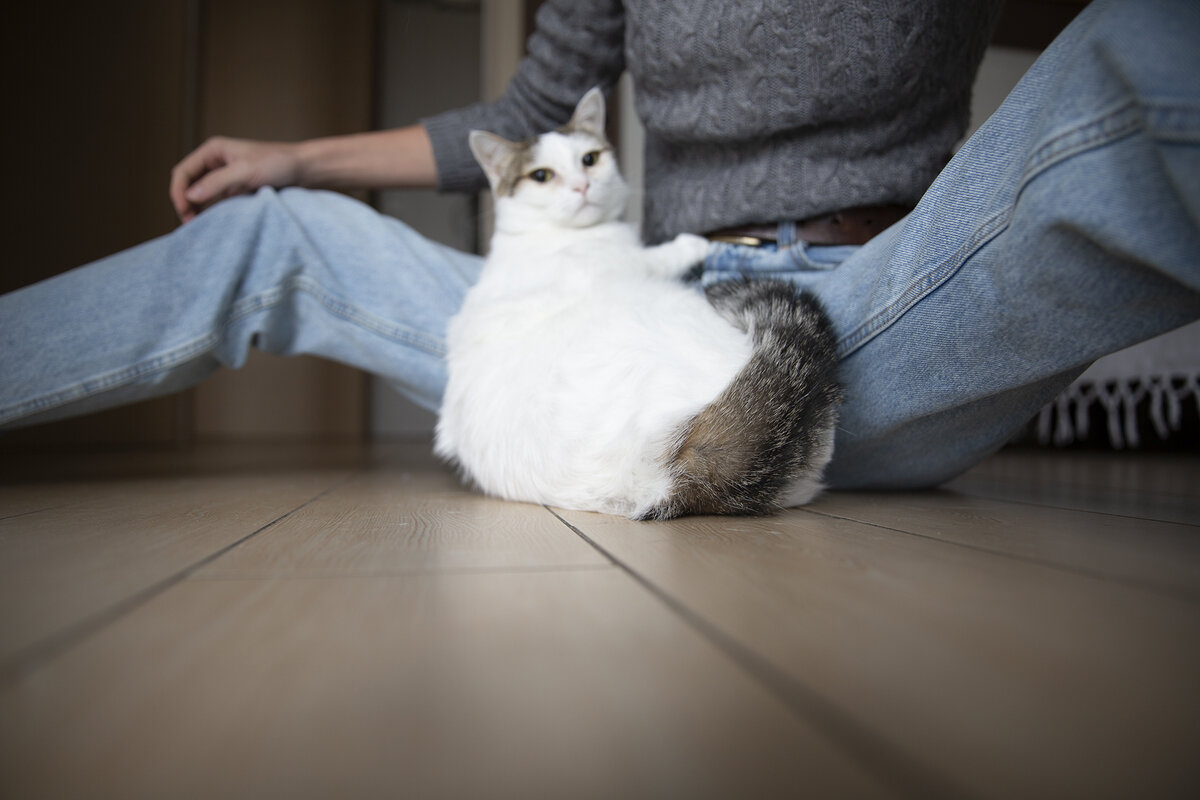 А это Люпина