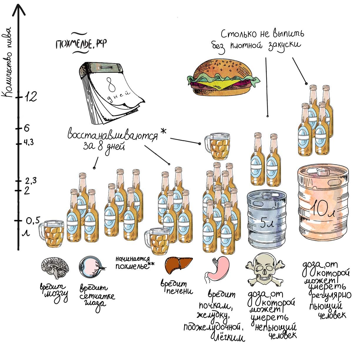 Сколько можно выпивать пива в день?