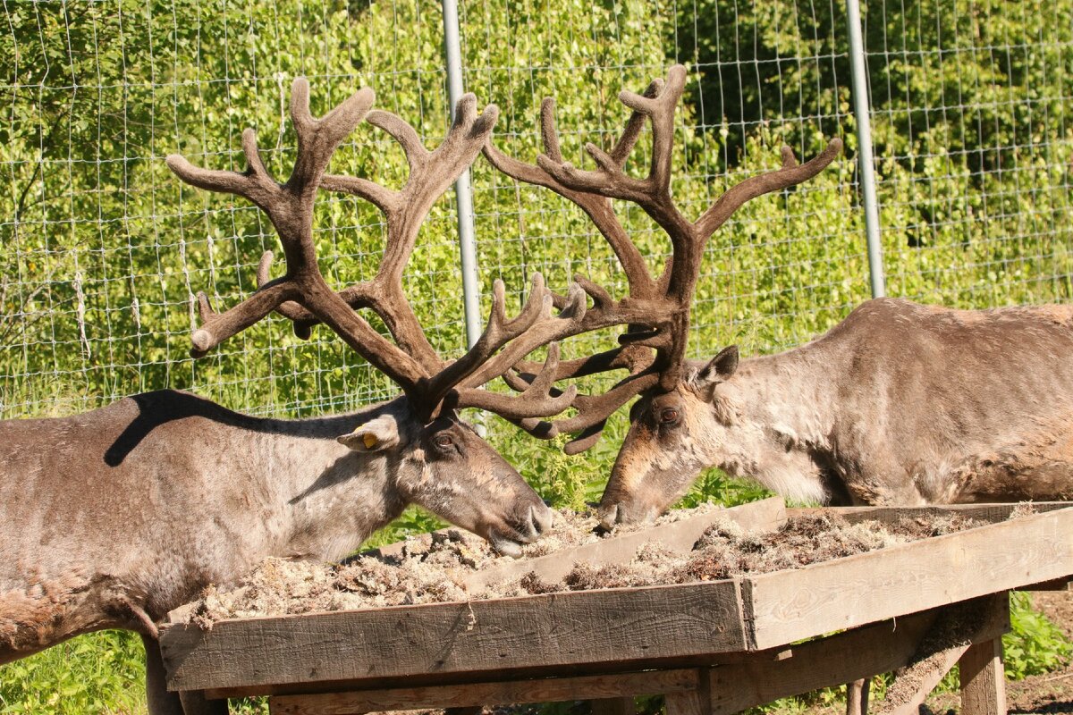 Кормушка для оленей (Фото Стрижова Светлана)