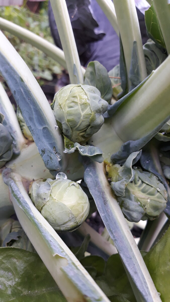 Есть совсем еще малышки, которые внутри очень рыхлые