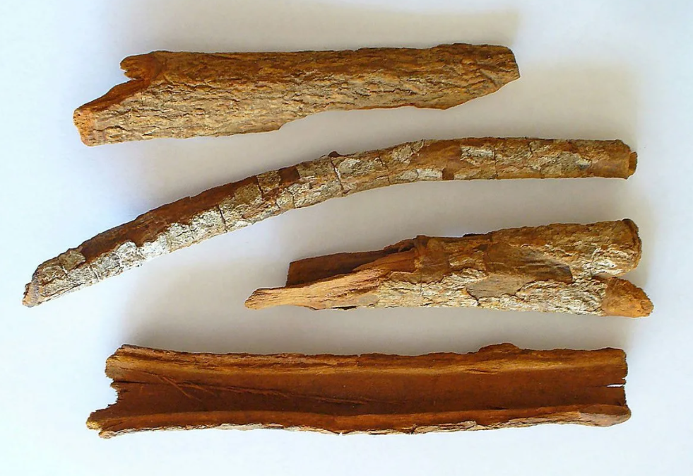 Кора хинного дерева. Фото из открытых источников