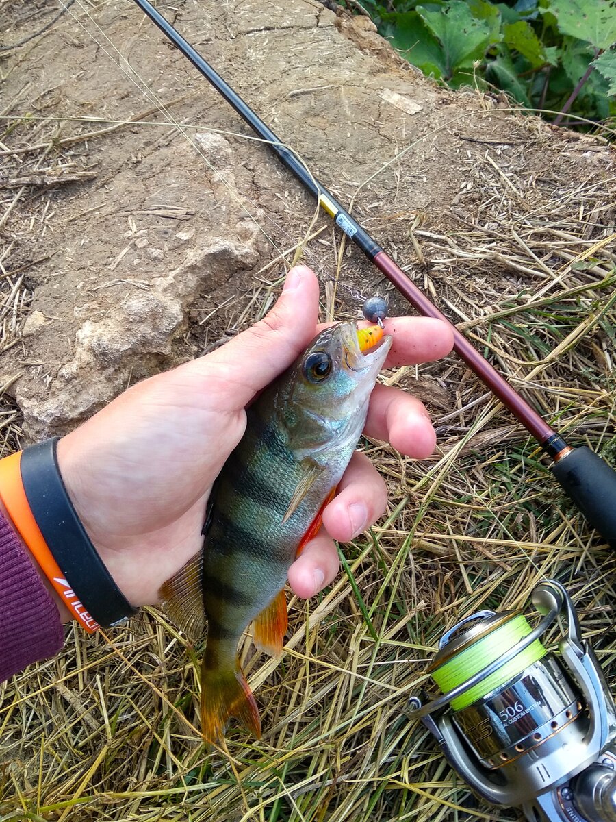 Окунь!