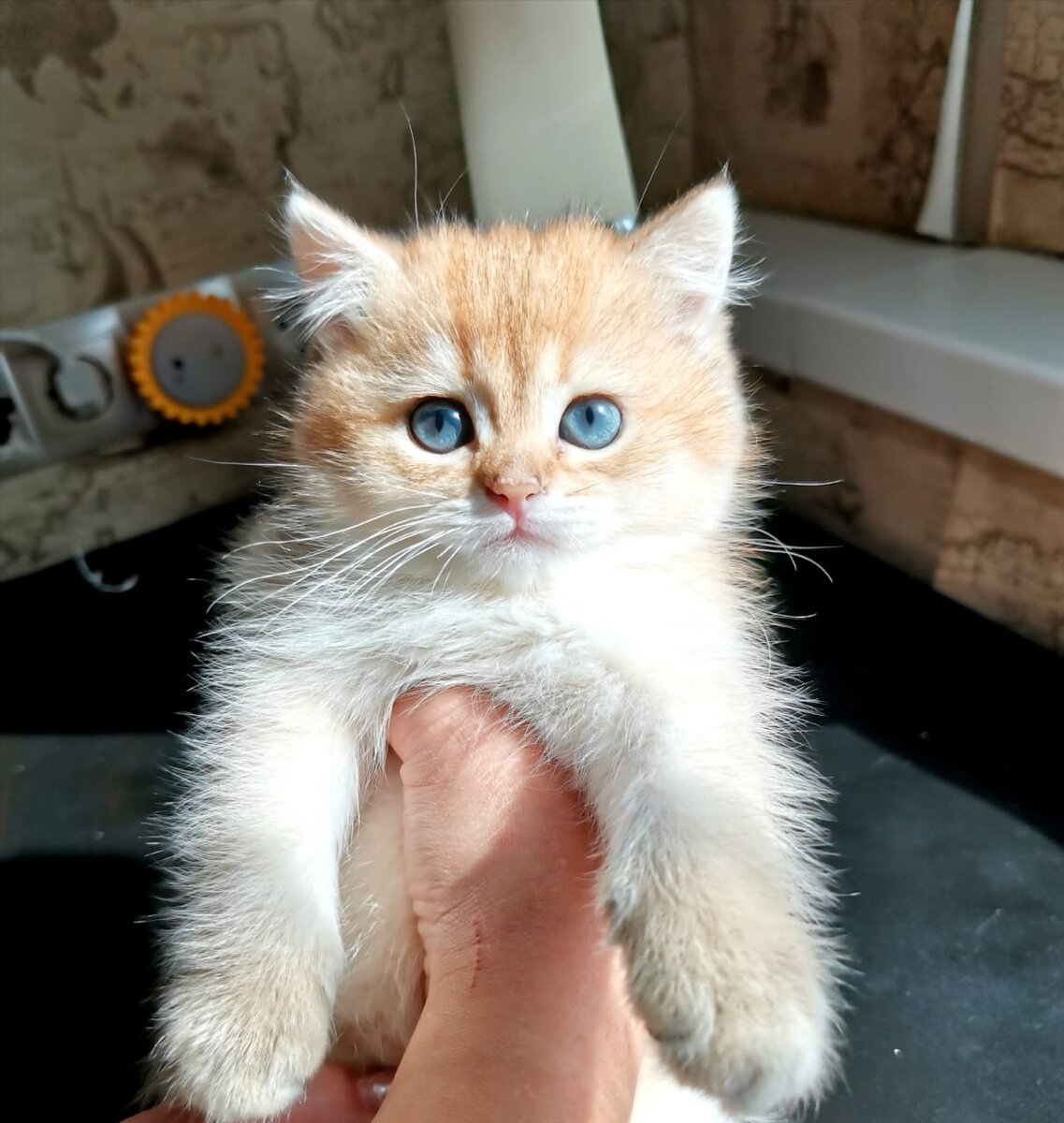 Семья Золотых Котят