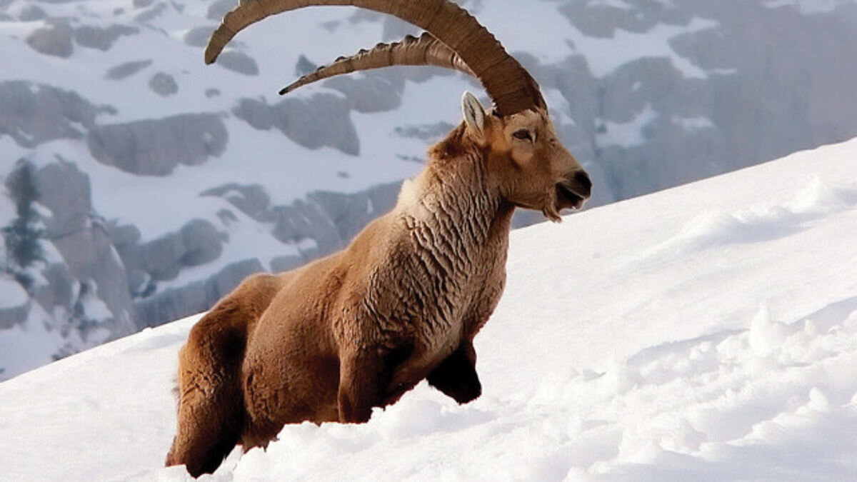 Редкий сибирский козерог, тоже достаточно часто становится добычей VIP браконьеров из за своеобразного внешнего вида и видимо из-за своей "краснокнижности"