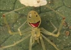 Улыбающийся паук (лат. Theridion grallator) (англ. Happy face spider)