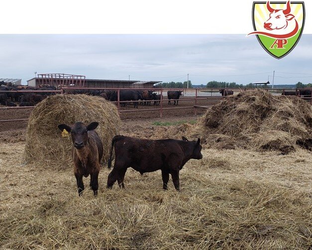 Абердин-Ангусы