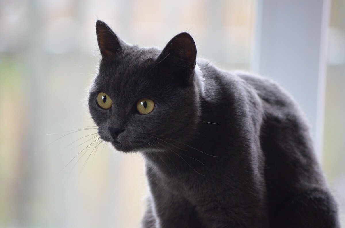 Дульсинея. Фото автора