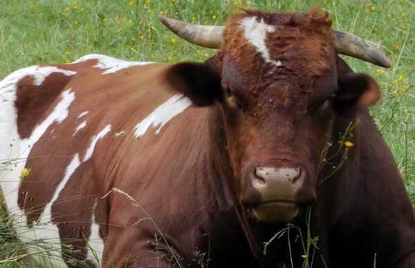 При расходе до 20000 рублей за голову, выращивание бычков на мясо позволяет заработать до 100000 рублей с тушки.