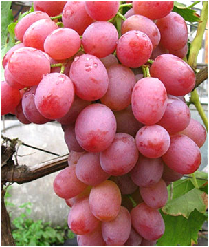 Виноград Ливия