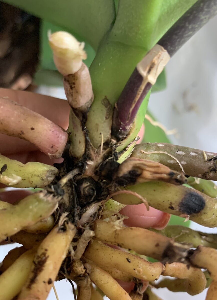 В таком состоянии орхидейка жила у меня 2 месяца. Личный архив