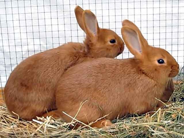 Описание породы Бургундский кролик