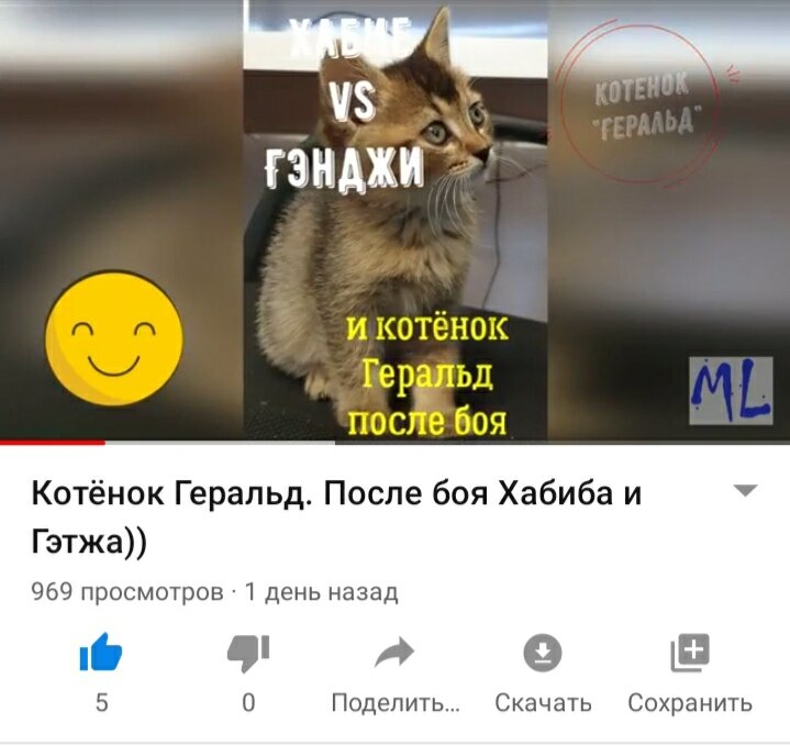 После победы Хабиба, котенок Геральд продолжил поднимать настроение))