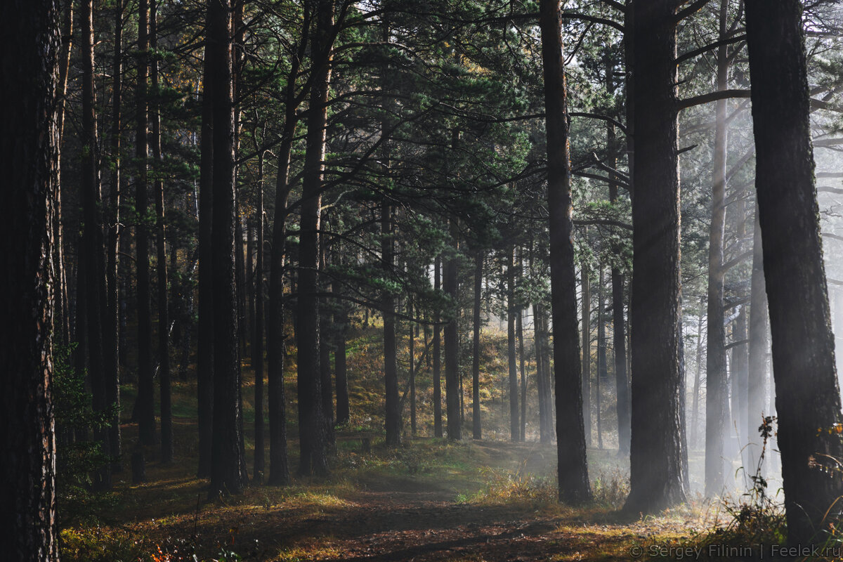 Лес туман горы швейцария. Туманная 8. Туманный лес таганай. Красивый туман. Туманный лес линчевский.