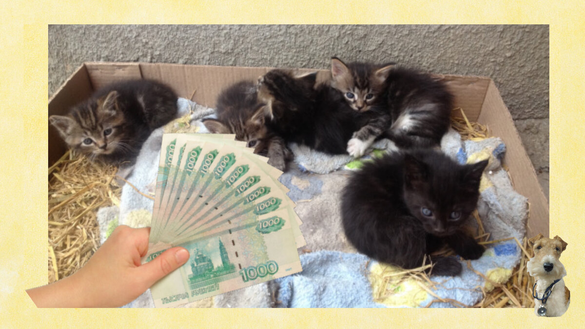 Не спонсируйте мошенников! Если уж хочется спасти котёнка, на том же "Авито" много объявлений, где отдают котят бесплатно.