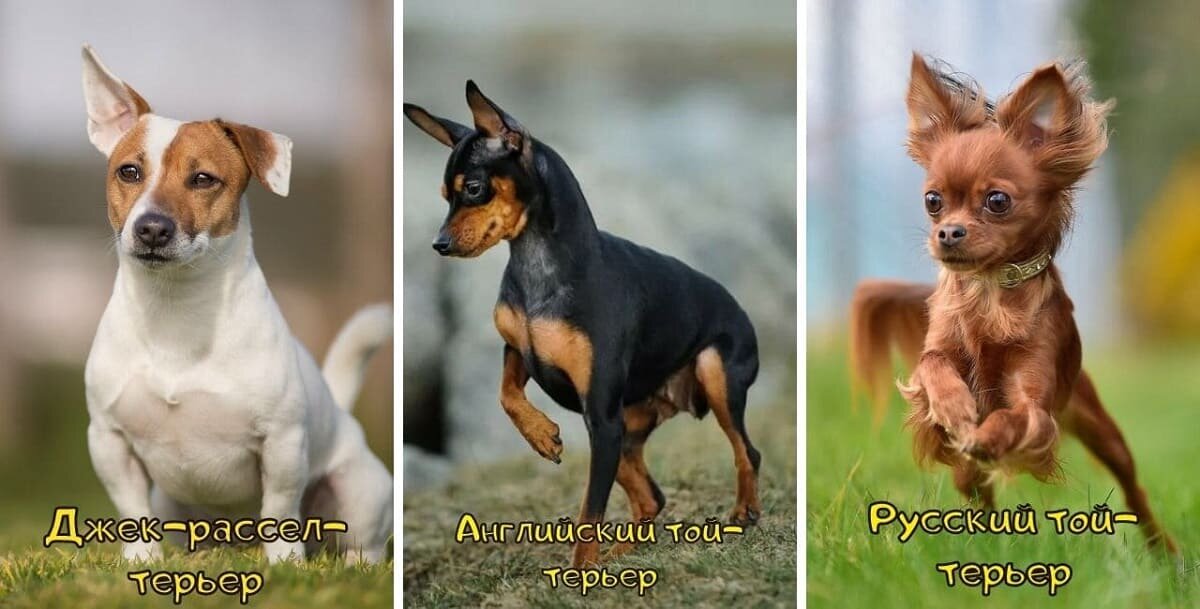 Фото Джек-рассел-терьер Английский той-терьер Русский той-терьер