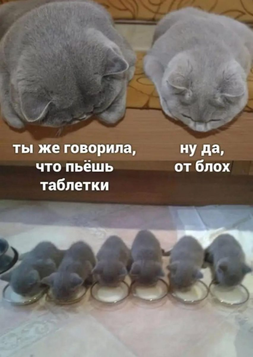 Порой, когда появляется плохое настроение, и хочется, чтобы что-то заставило тебя улыбнуться, почему бы не вспомнить про братьев наших меньших? Нет ничего лучше, чем полистать смешные мемы про котиков... Итак, поехали....