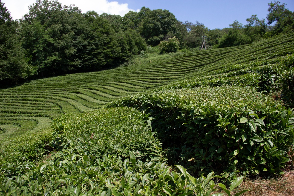 Чайные плантации