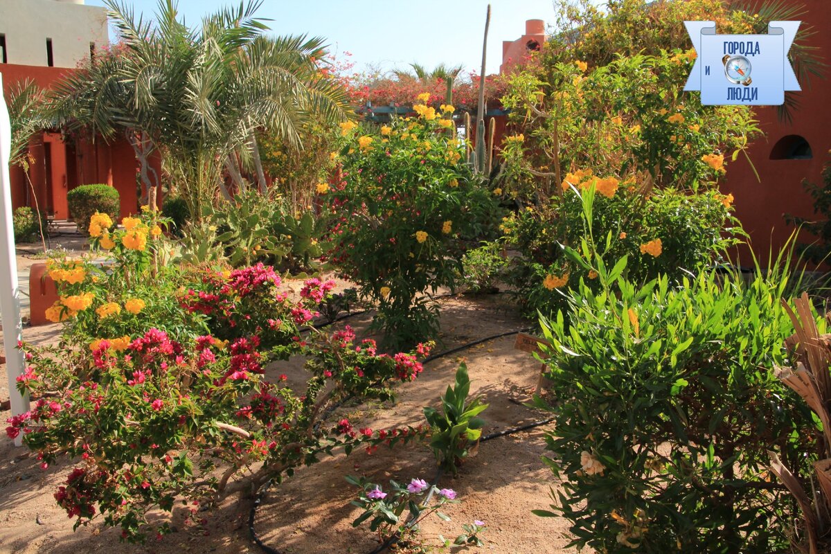 Весенний Египет. Все цветет